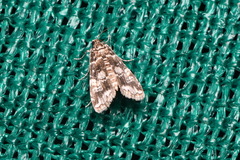 Elophila responsalis