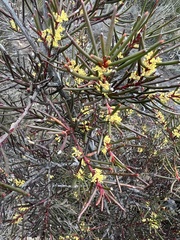 Hakea pachyphylla