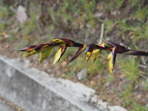 Tillandsia lajensis