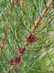 Allocasuarina paradoxa