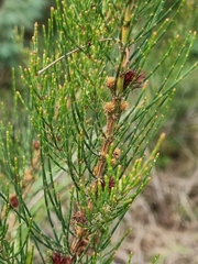 Allocasuarina paradoxa