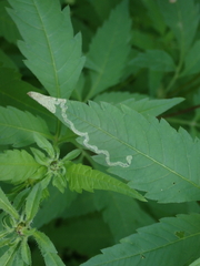 Liriomyza carphephori