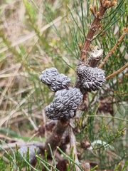 Allocasuarina paradoxa