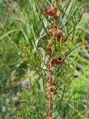 Allocasuarina paradoxa