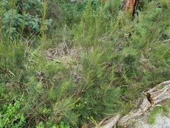 Allocasuarina paradoxa