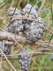 Allocasuarina paradoxa