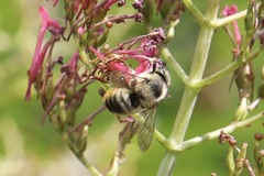 Megachile