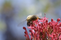 Megachile