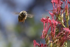 Megachile