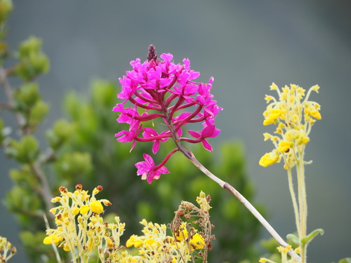 Epidendrum jamiesonis