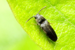 Hylis terminalis