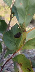 Pseudozaphanera wariensis