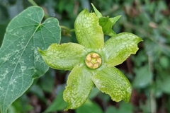 Gonolobus erianthus