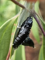 Delias harpalyce