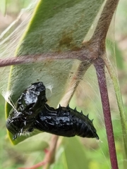 Delias harpalyce