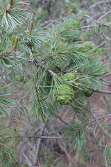 Pinus cembroides orizabensis