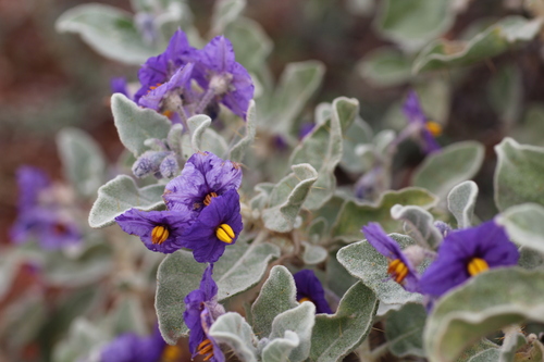 Image of Flannel Bush (Solanum lasiophyllum) by (c) Hugo Innes, some rights reserved (CC BY)