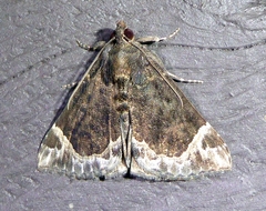 Hypena abalienalis