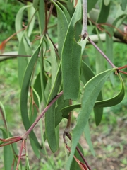 Muellerina eucalyptoides
