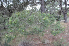 Pinus cembroides orizabensis