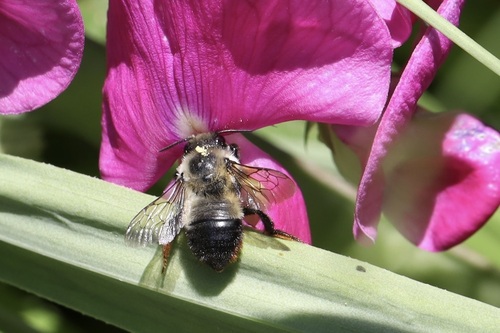 Black-and-gray Leafcutter Bee photo 3