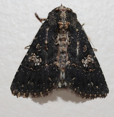 Condica dolorosa