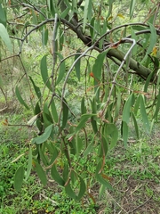 Muellerina eucalyptoides