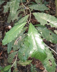Olmediella betschleriana