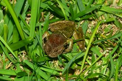 Triprion spatulatus