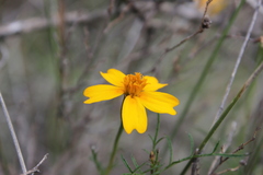 Tagetes linifolia