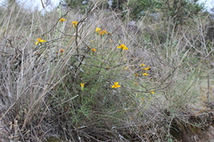 Tagetes linifolia