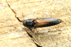 Isorhipis obliqua