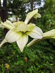 Cardiocrinum cordatum