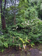 Cardiocrinum cordatum