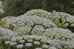 Heracleum sosnowskyi
