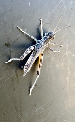 Melanoplus infantilis