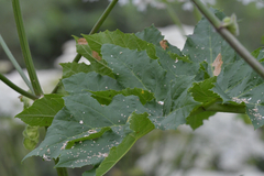 Heracleum sosnowskyi