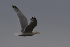 Larus argentatus