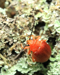 Tricholochmaea cavicollis