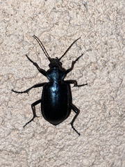 Calosoma peregrinator