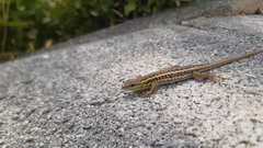 Ophisops elegans macrodactylus