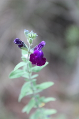 Salvia chamaedryoides