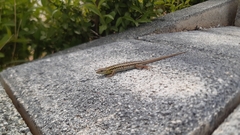 Ophisops elegans macrodactylus