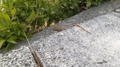 Ophisops elegans macrodactylus