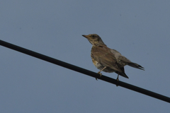 Turdus pilaris