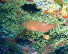 Oxycheilinus orientalis