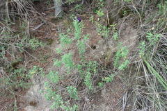 Salvia chamaedryoides