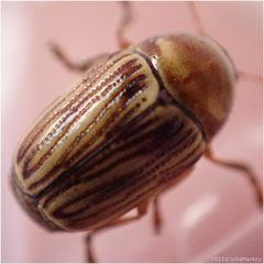 Cryptocephalus spurcus