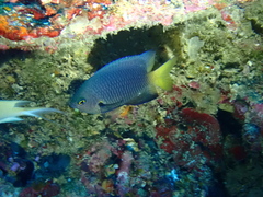 Pomacentrus flavioculus