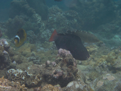 Chlorurus japanensis